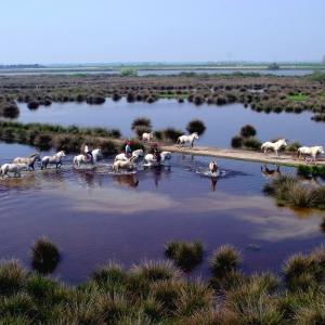 Cavalli Camargue